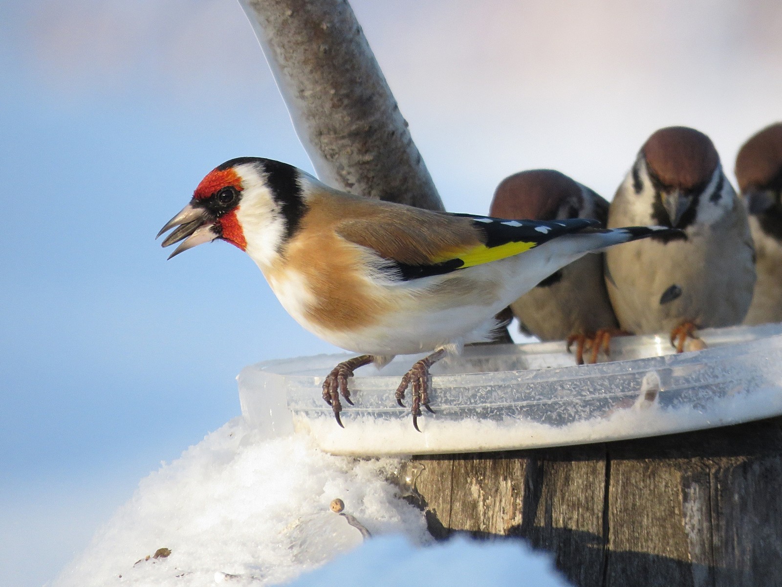Фильм о птицах Сибири для детей